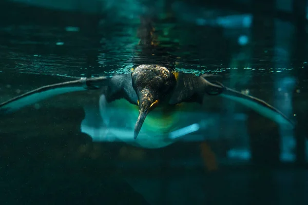 Pinguim Nadando Água Lagoa Antigo Zoológico Berlim Alemanha Europa — Fotografia de Stock