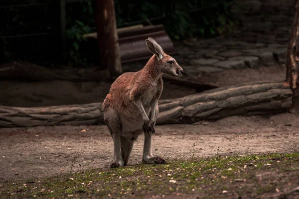 Kanguru Berlin Eski Hayvanat Bahçesinde Almanya Avrupa — Stok fotoğraf