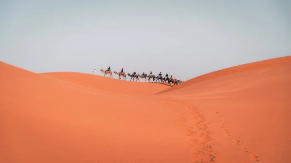 Karawana Wielbłądów Chodzenie Wydmach Sahara Pustyni Krajobrazu — Zdjęcie stockowe