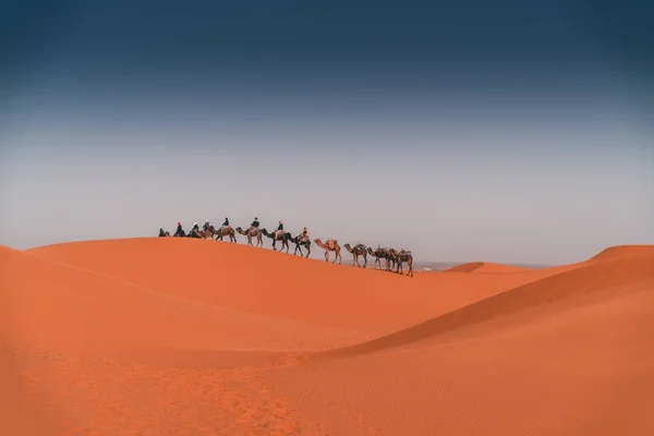 Kum Tepelerinde Yürüyen Deve Kervanı Sahra Çölü Manzarası — Stok fotoğraf