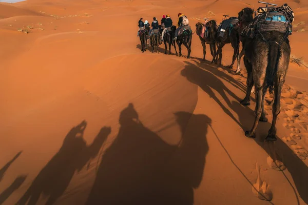 Camel Caravan Walking Sand Dunes Sahara Desert Landscape — Stock Photo, Image