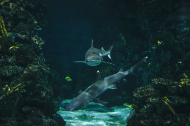 Barselona, İspanya - 14 Mayıs 2018. Akvaryumun içinden geçen inanılmaz bir tünel.