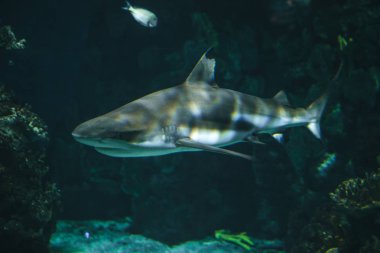 Barselona, İspanya - 14 Mayıs 2018. Akvaryumun içinden geçen inanılmaz bir tünel.