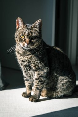 Evdeki tatlı tekir kedi