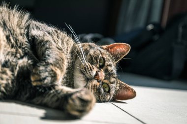 Evdeki tatlı tekir kedi