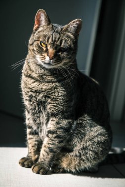 Evdeki tatlı tekir kedi