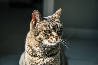 Çölde eski model bir araba.