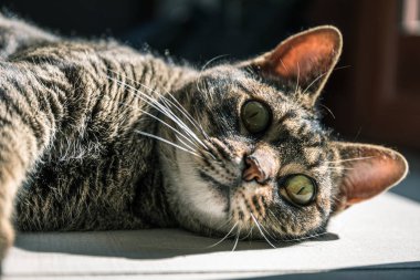 Çölde eski model bir araba.