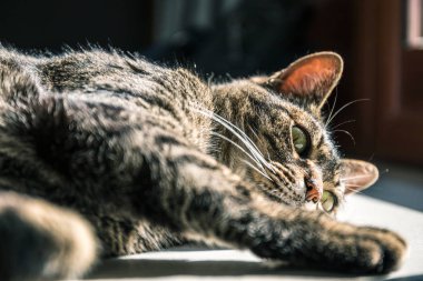 Çölde eski model bir araba.