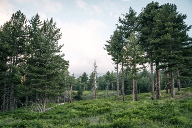 Dağ yolu, Sicilya ormanı.