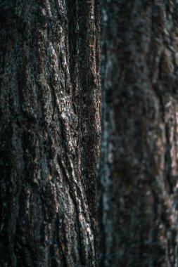  Eski ağaç kabuğu arkaplanı