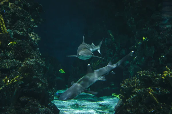 Barcelona Spanje Mei 2018 Ongelooflijke Tunnel Die Door Een Aquarium — Stockfoto