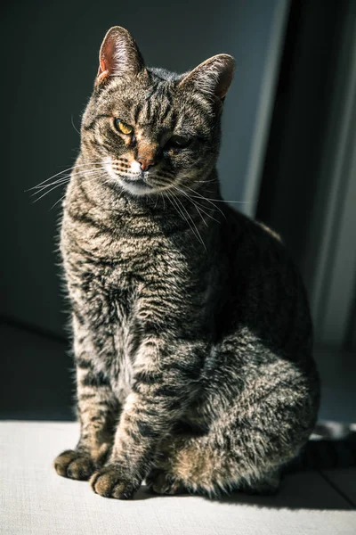 Evdeki tatlı tekir kedi