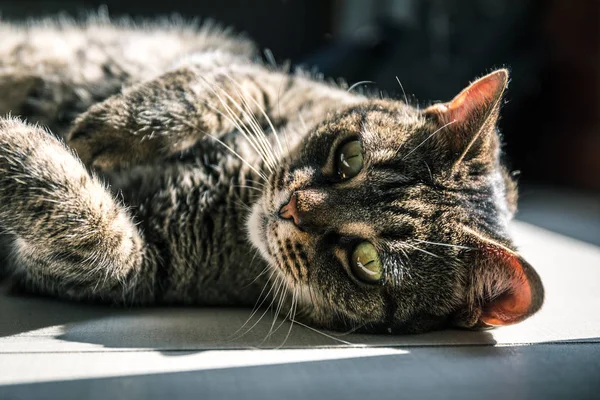 Evdeki tatlı tekir kedi