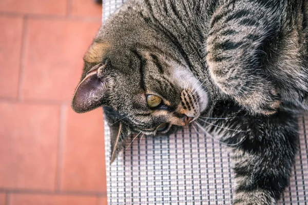 Sweet cat on the chair