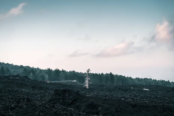 Зимовий Пейзаж Лісом Деревами — стокове фото