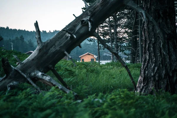 Vecchio Albero Nella Foresta — Foto Stock