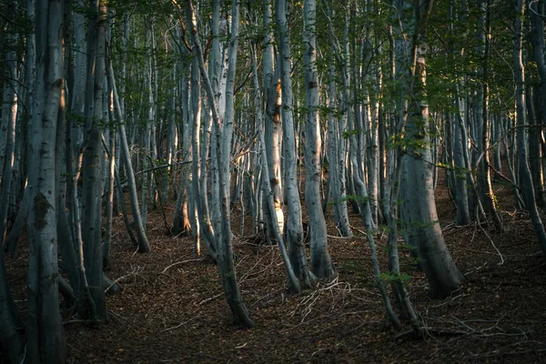 Старі Дерева Лісі — стокове фото