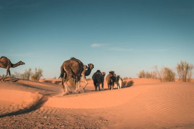 Dromedaries çölde yürür, develer gün batımında