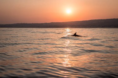 Denizde yunus silueti. gün batımı