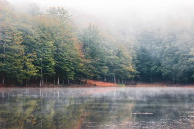 Ormandaki sis, sonbaharda göl ve orman.