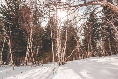 Kış fırtınası, Betula aetnenis