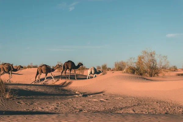 Les Dromadaires Marchent Dans Désert Les Chameaux Coucher Soleil — Photo