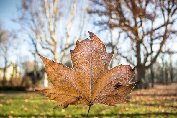 Ice leaf, winter in Italy