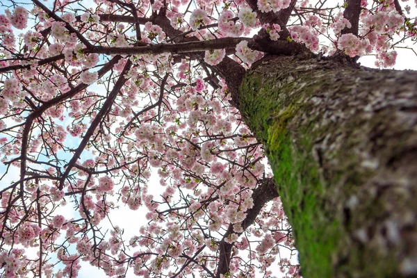 Bahar Ormanlarında Ağaçlar Çiçek Açar — Stok fotoğraf