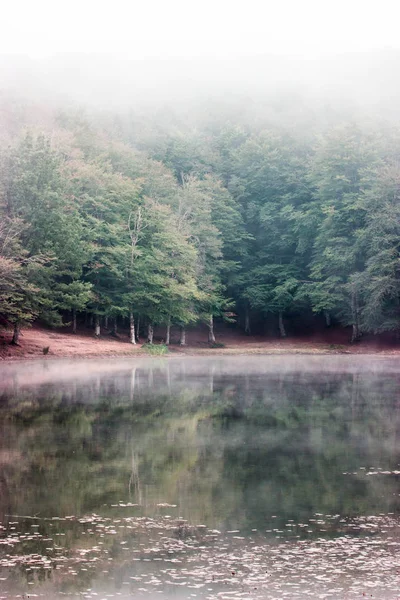 Brouillard Dans Forêt Lac Les Bois Automne — Photo
