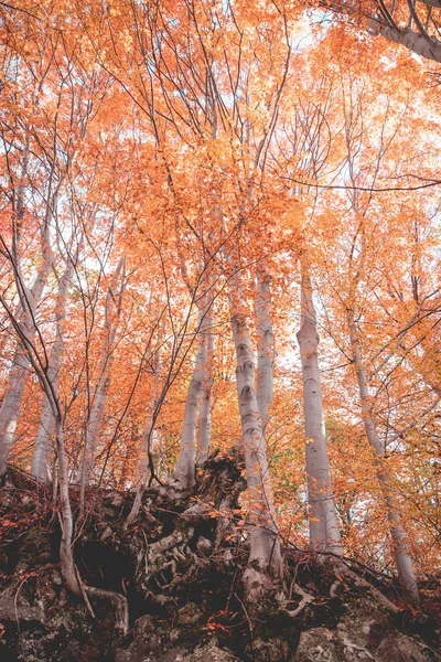 森の秋の公園 — ストック写真