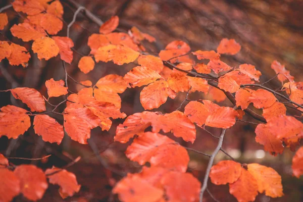 Red Maple Leaves Garden — Stock Photo, Image