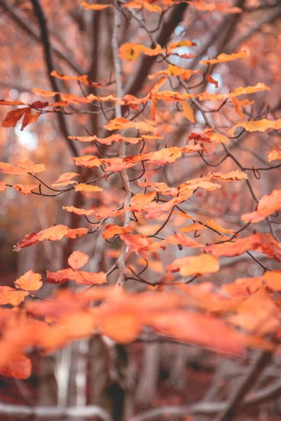 Feuilles Automne Dans Forêt — Photo