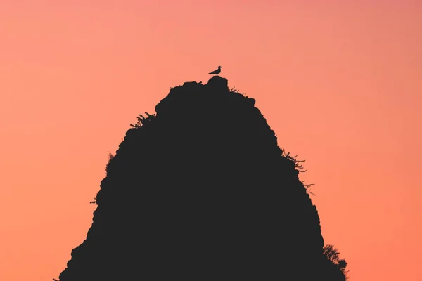 Racek Skále Při Západu Slunce — Stock fotografie