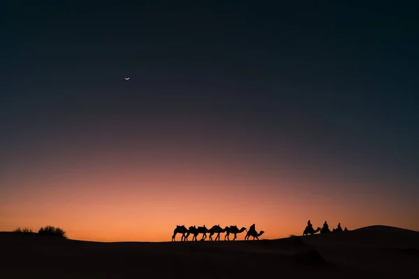 Kamelen Wandelen Zandduinen Van Sahara Woestijn Bij Zonsondergang Marokko — Stockfoto