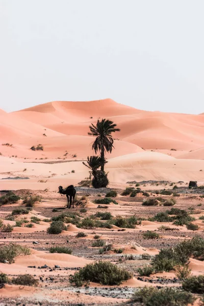 Пустельний Краєвид Намібії — стокове фото