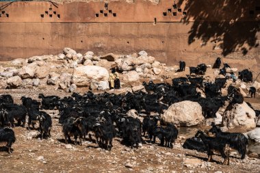 Old woman with her flock of sheep in Morocco. Typical moroccan scene, old berber traditions