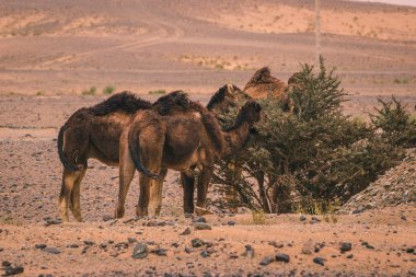 Dromedaries çölde otluyor, Fas 'ta..