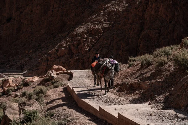 Hikers Backpack Mountains Donkey Climbing Mountain Path Morocco — Zdjęcie stockowe