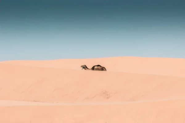 Lonely Dromedary Sand Dunes Minimalist Photographic Shot Sahara Desert Morocco — ストック写真