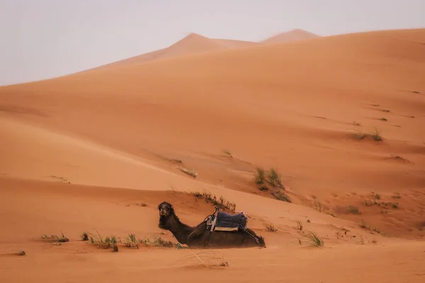 Piękna Wycieczka Saharze Merzouga Maroko Wielbłąd Noc Pustyni — Zdjęcie stockowe