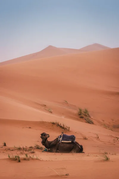 Прекрасна Екскурсія Пустелі Сахара Мерзуга Марокко Подорож Верблюдами Ніч Пустелі — стокове фото