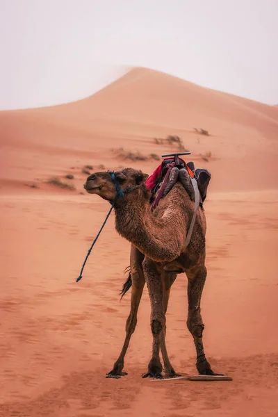 美丽的撒哈拉沙漠之旅 摩洛哥Merzouga 骆驼骑马和一个晚上在沙漠里 — 图库照片