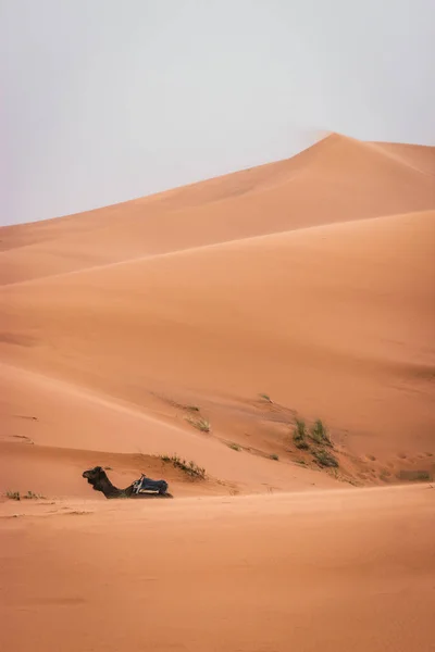 Piękna Wycieczka Saharze Merzouga Maroko Wielbłąd Noc Pustyni — Zdjęcie stockowe