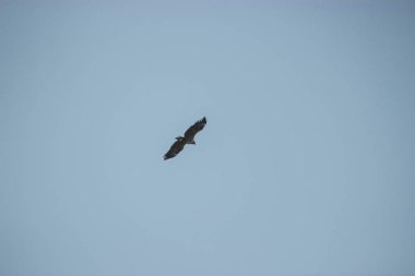 Denizin üzerinde uçan vahşi deniz kartalı