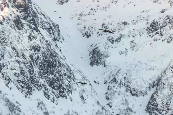 Vilda Havsörnen Flyger Över Havet — Stockfoto