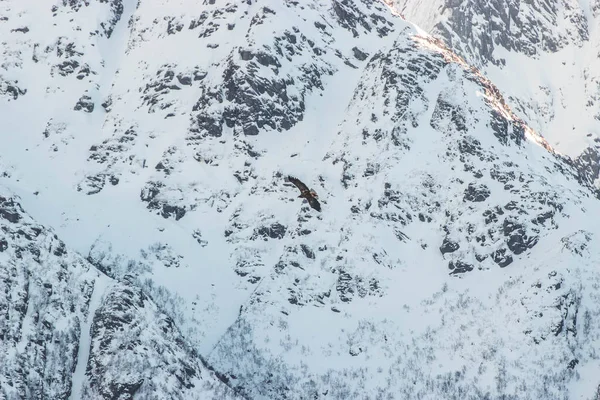 Örnen Flyger Genom Bergen Norge Lofoten Öarna — Stockfoto