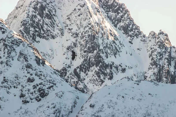 Der Adler Fliegt Durch Die Berge Die Norwegischen Lofoten — Stockfoto