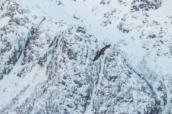 Der Adler Fliegt Durch Die Berge Die Norwegischen Lofoten — Stockfoto