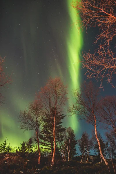 Kuzey Işıkları Ağaçlar Arasında Inanılmaz Doğa Manzarası — Stok fotoğraf